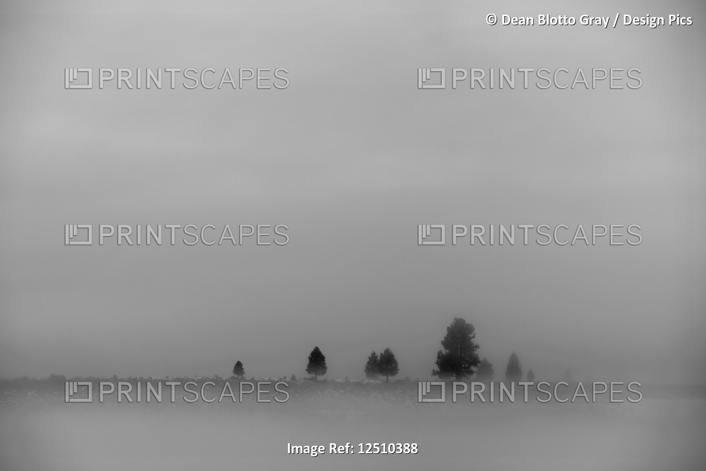 A landscape in fog scattered with a few trees and dense cloud in the sky; ...