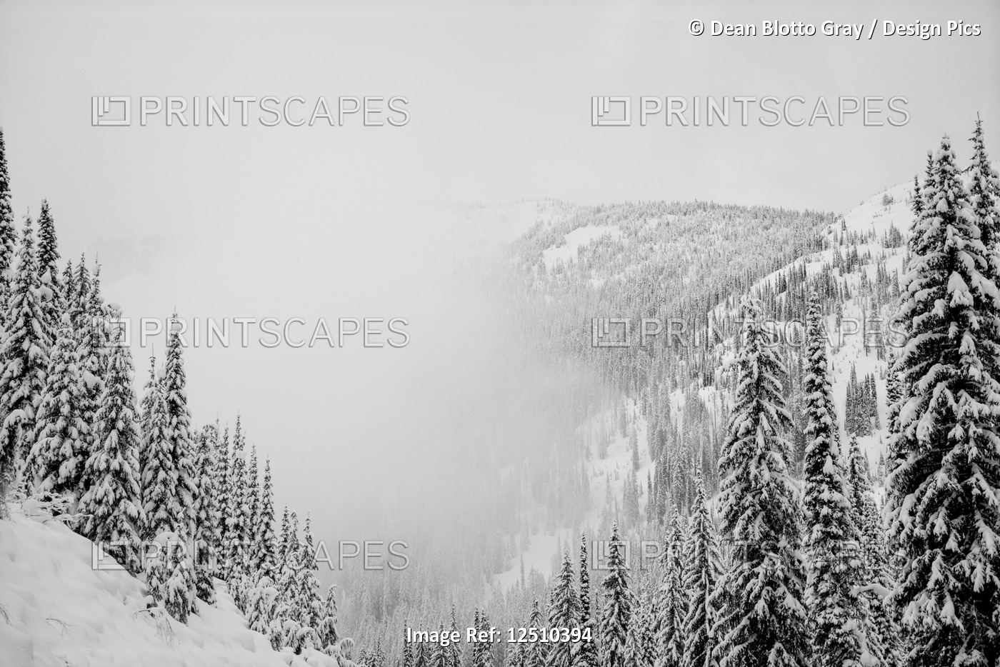 Forests on the mountains covered in snow in the fog, Whitewater Resort; Nelson, ...