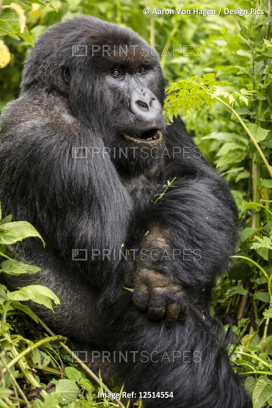 A gorilla sitting in the lush foliage; Northern Province, Rwanda