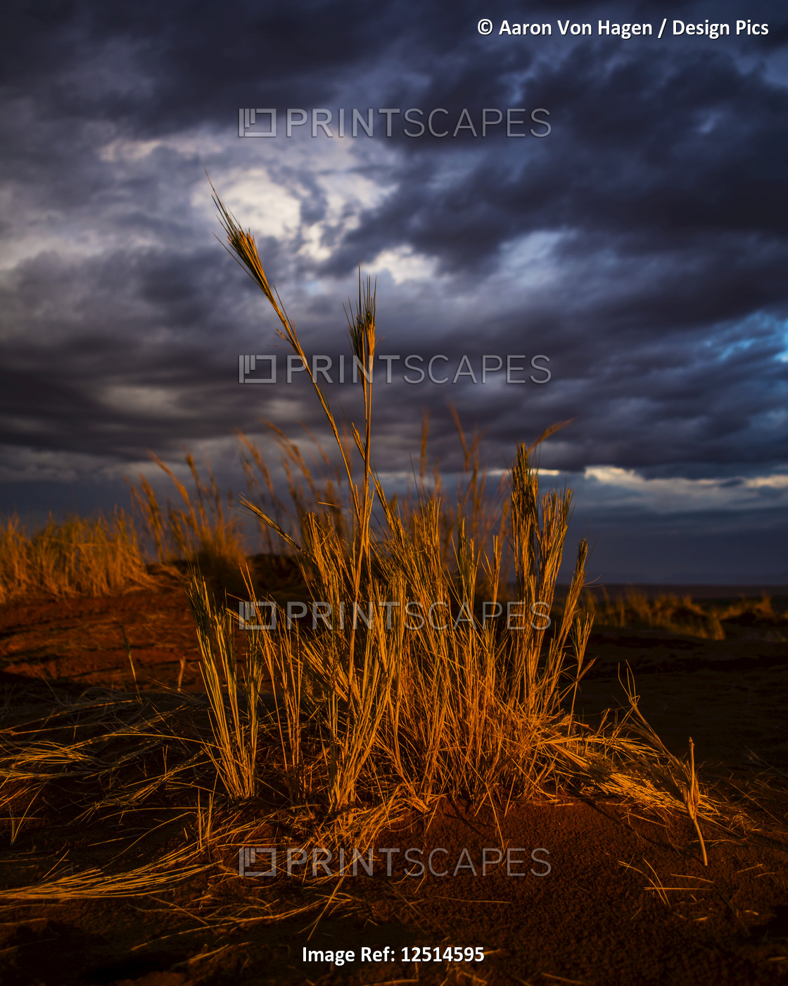 Sunlight illuminating the tall grasses on the sand dunes of the desert under ...