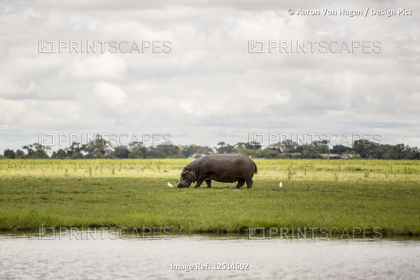 A rhinoceros grazing on grass with birds beside the Chobe River in Chobe ...