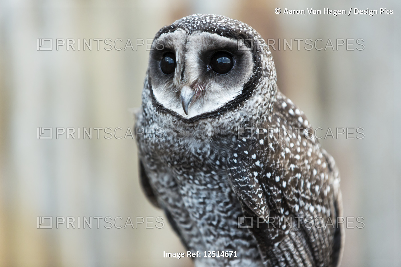 Close-up of an owl; Whiteman, Western Australia, Australia