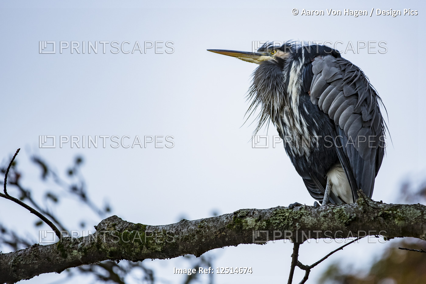 Great Blue Heron (Ardea herodias) perched in a tree in Stanley Park; Vancouver, ...
