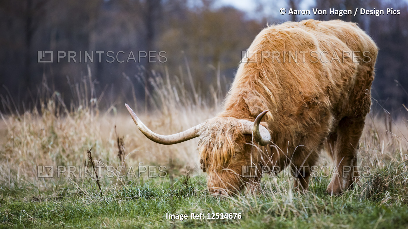 Highland Cow grazing in a grass field; Aldergrove, British Columbia, Canada