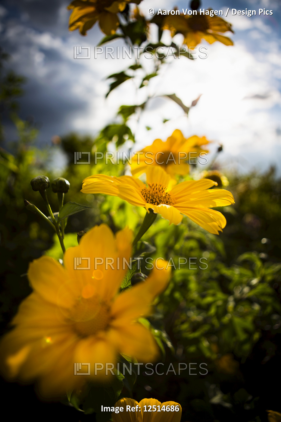 Close-up of blossoming yellow flowers with selective focus in Volcanoes ...