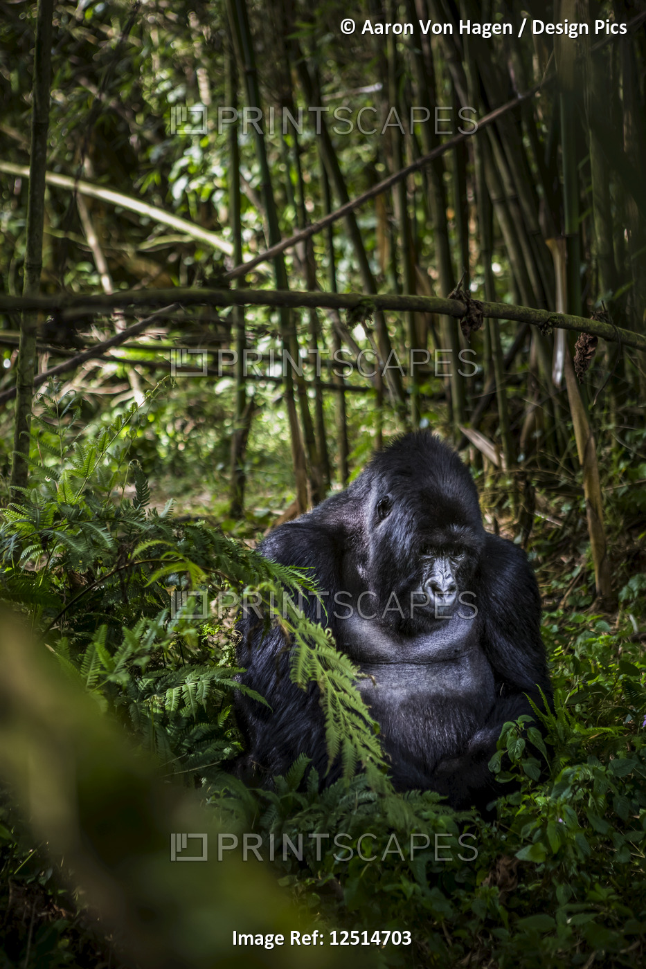 A gorilla from the Agashya Gorilla family sitting in the lush foliage; Northern ...
