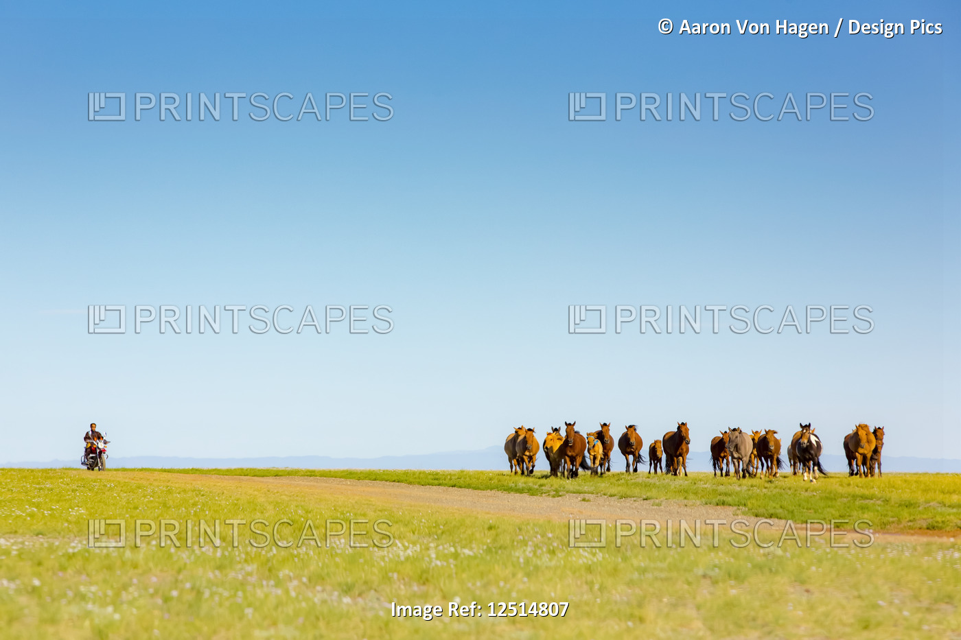 A herd of horses on a grass field in the Gobi desert with a motorcyclist ...
