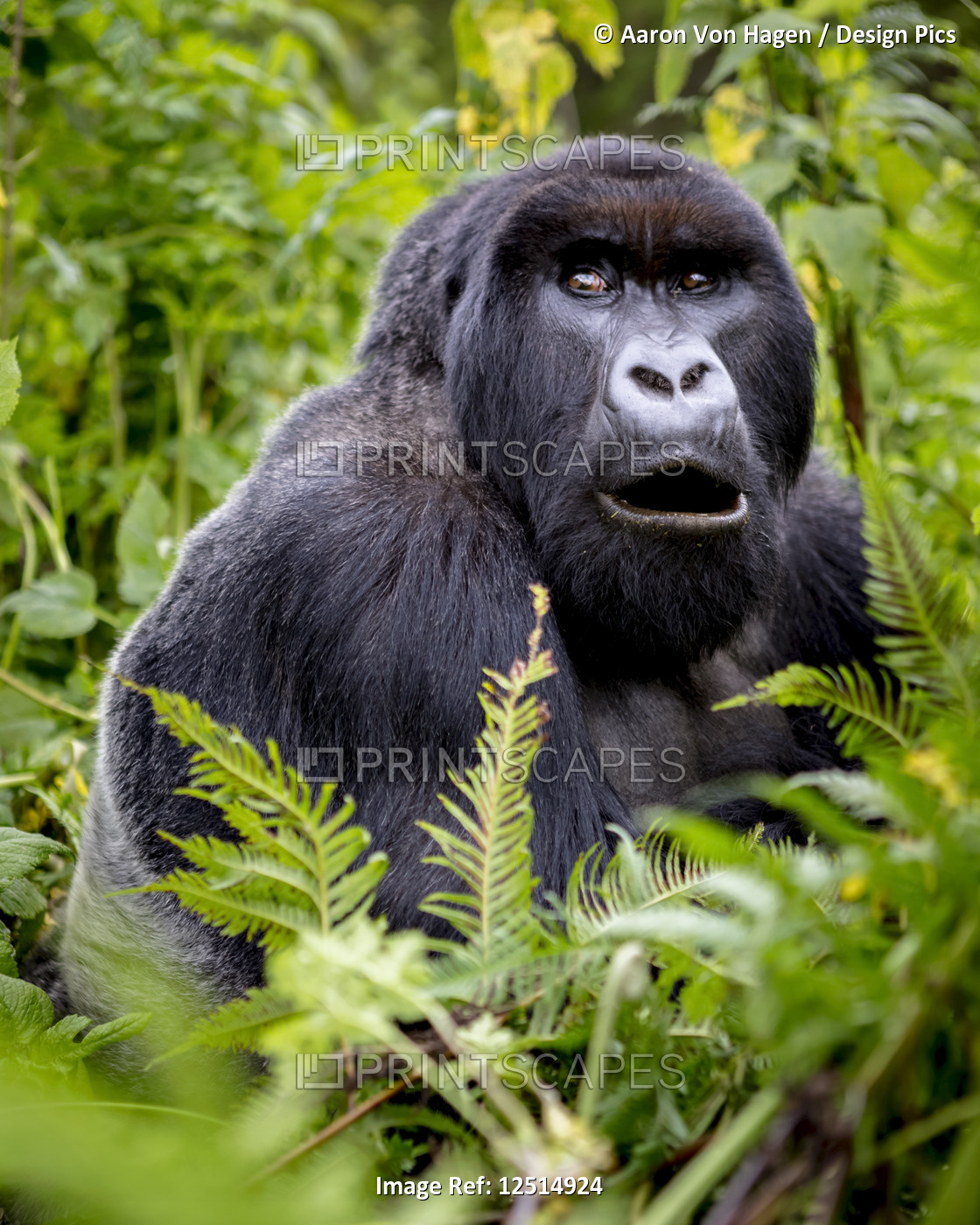 A Gorilla from the Giranzea Gorilla family sitting in the lush foliage with ...