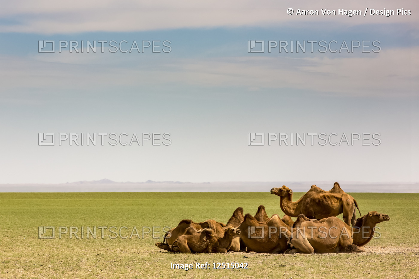 Camels on the Gobi Desert;  Ulaanbaatar, Ulaanbattar, Mongolia