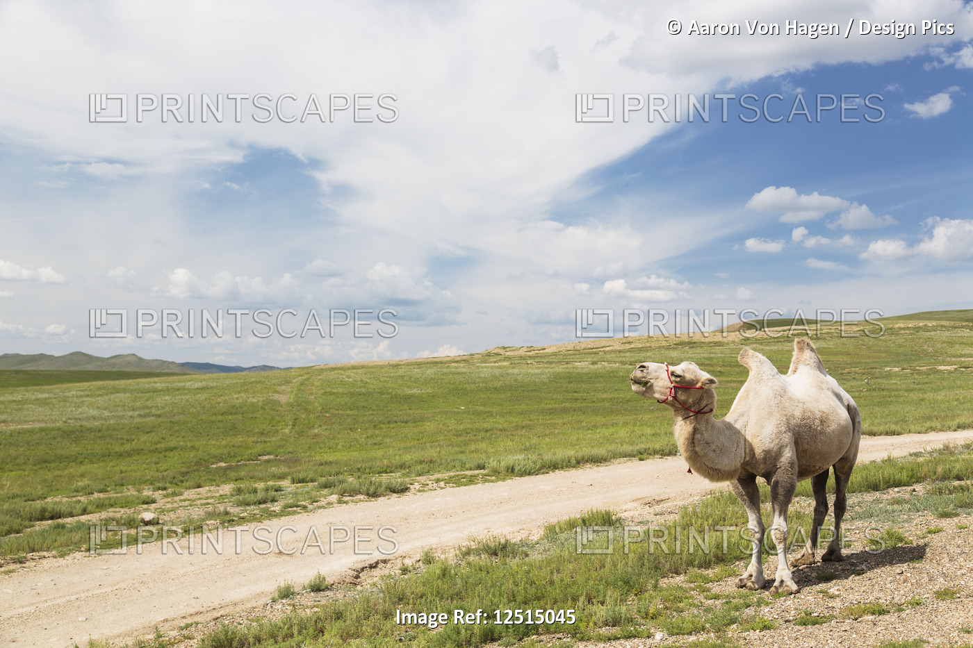 A camel standing beside a dirt road; Ulaanbaatar, Ulaanbattar, Mongolia