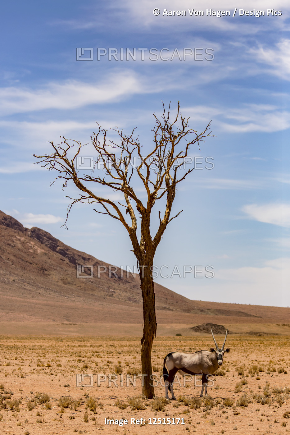 An antelope stands under a tree in the desert; Sossusvlei, Hardap Region, ...