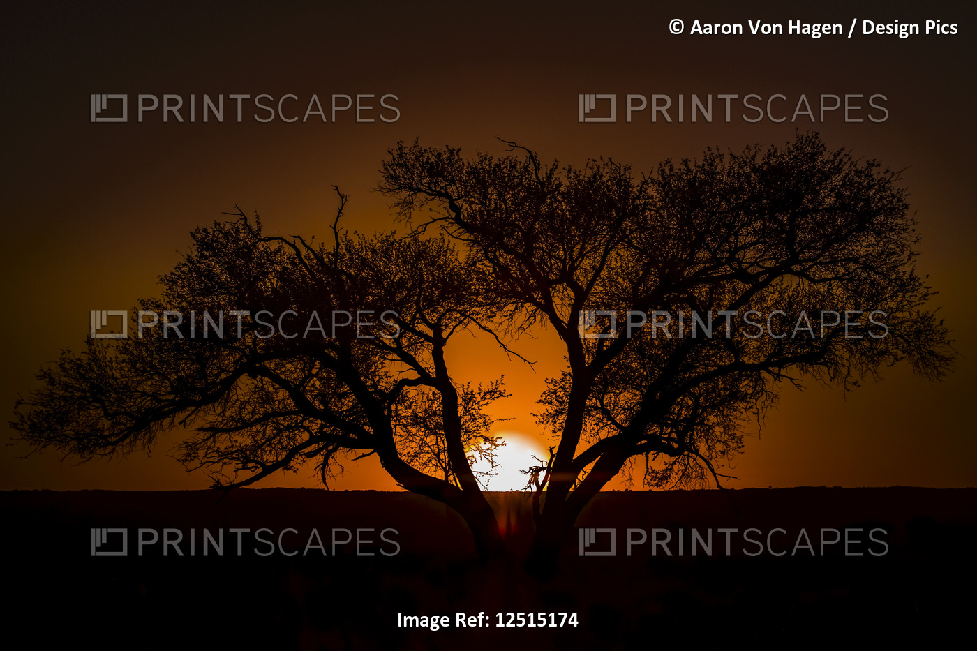 Silhouette of a tree with the glowing sunset sinking behind the horizon; ...