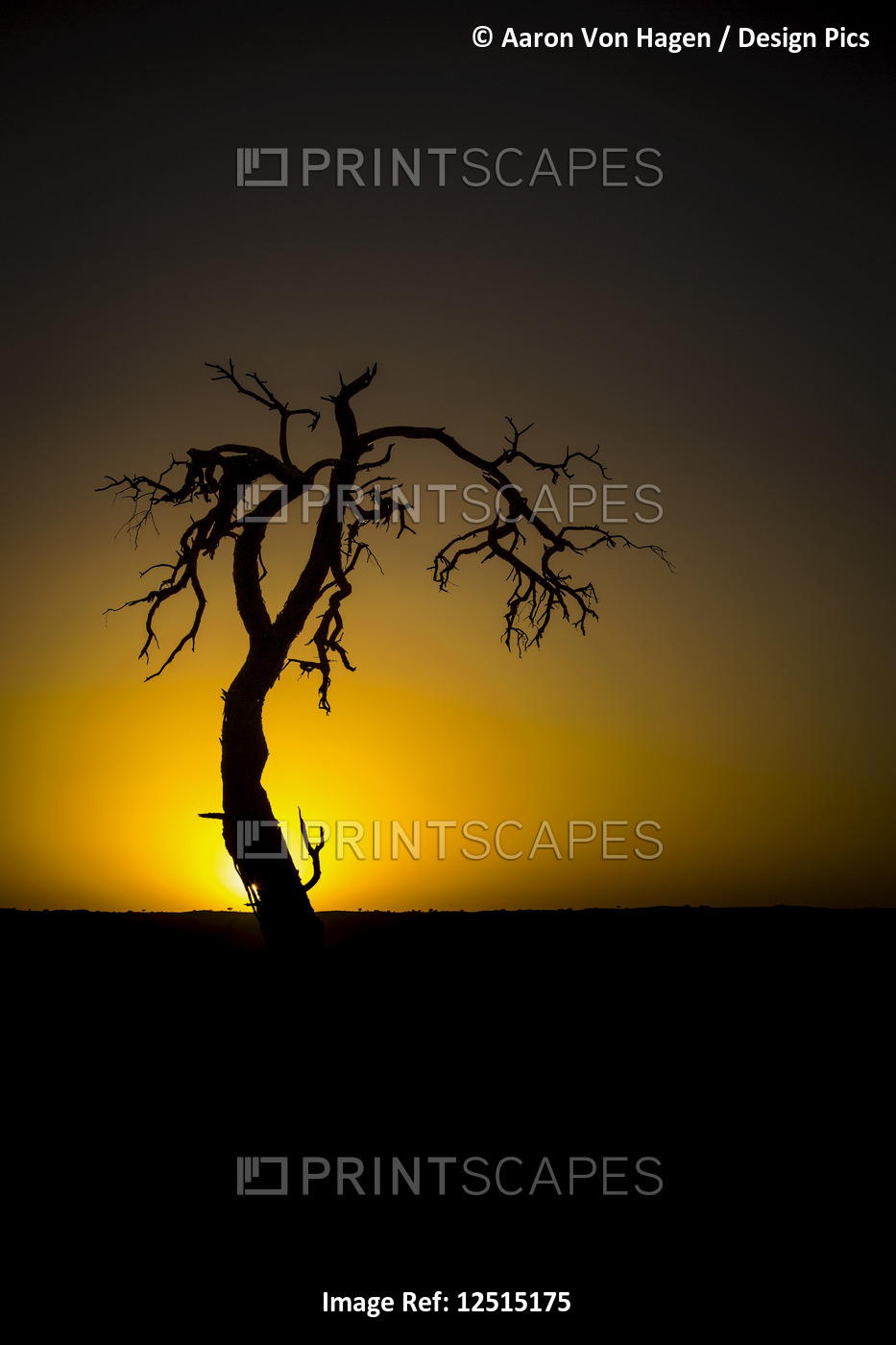 Silhouette of a leafless tree with the glowing sunset sinking behind the ...