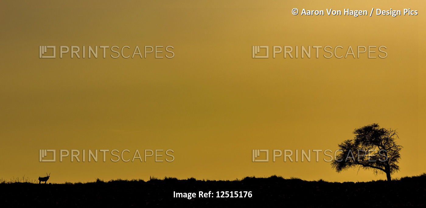 Silhouette of a tree and antelope with a golden sky; Sossusvlei, Hardap Region, ...