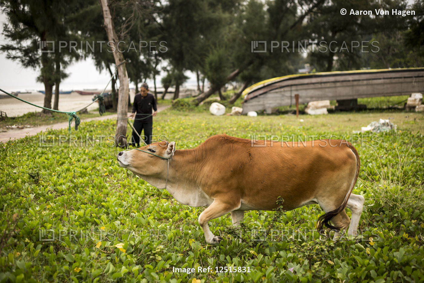 A farmer with his cow tied to a tree; Mong Cai, Quang Ninh Province, Vietnam
