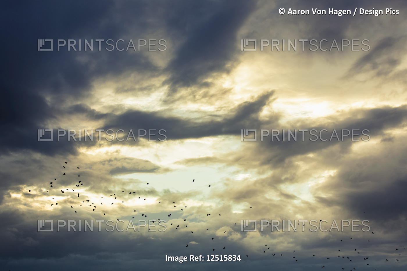 A flock of birds flying through illuminated clouds in the sky; Vancouver, ...