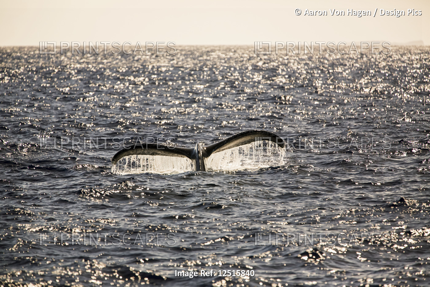 Tail of a Humpback Whale (Megaptera novaeangliae) backlit by sunlight at dusk; ...