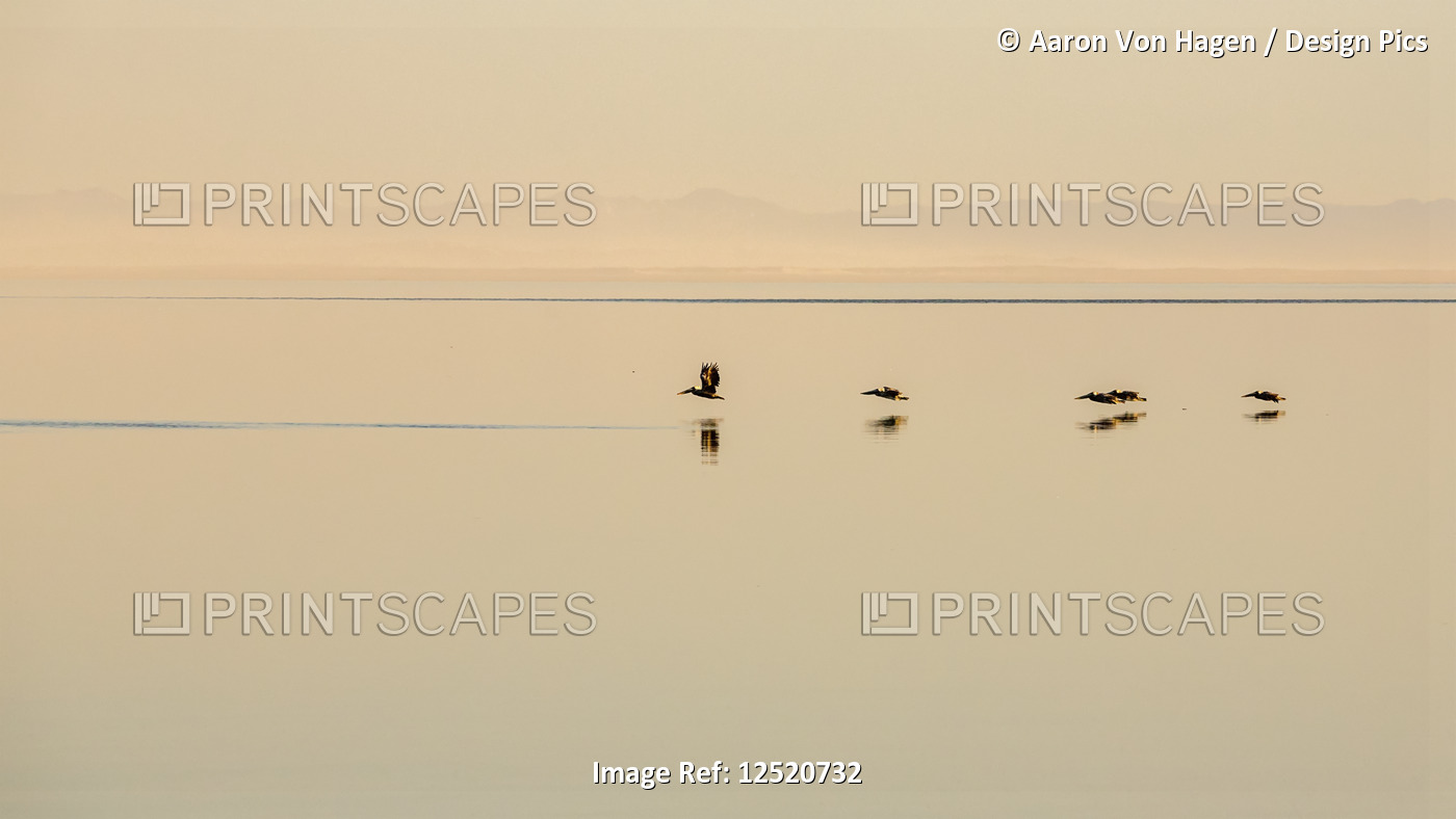 Pelicans flying low with their reflections on the tranquil surface of water; ...